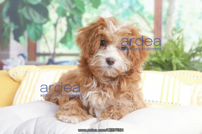 : Bichon Havanais puppy indoors : Bichon Havanais puppy indoors