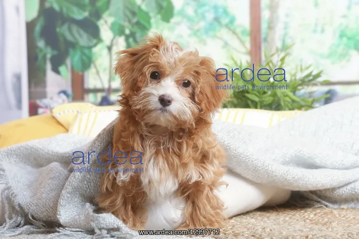 : Bichon Havanais puppy indoors : Bichon Havanais puppy indoors