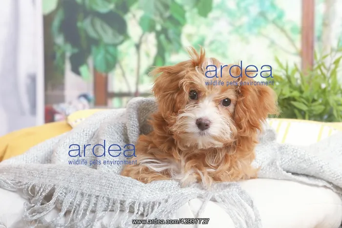 : Bichon Havanais puppy indoors : Bichon Havanais puppy indoors