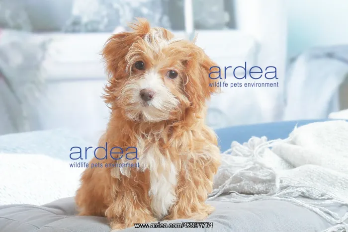 : Bichon Havanais puppy indoors : Bichon Havanais puppy indoors