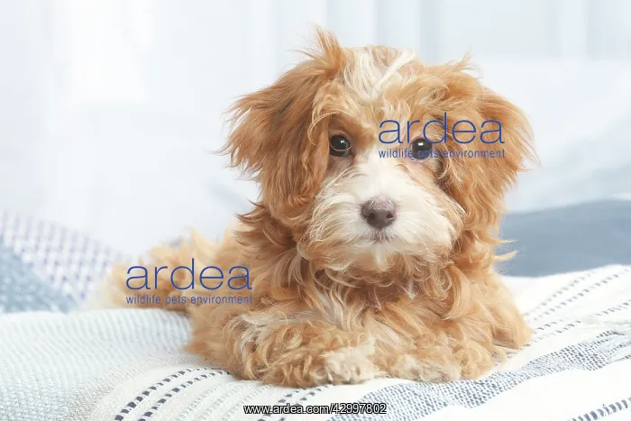 : Bichon Havanais puppy indoors : Bichon Havanais puppy indoors