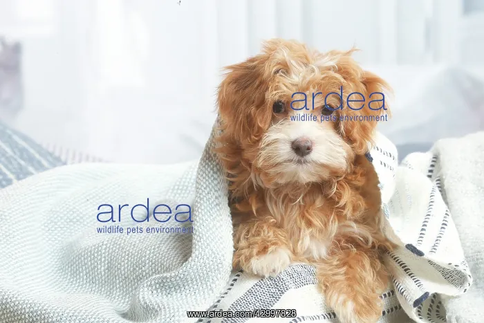 : Bichon Havanais puppy indoors : Bichon Havanais puppy indoors
