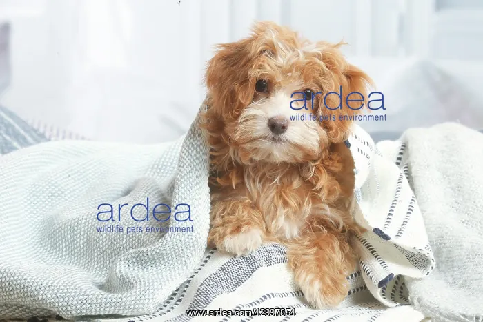 : Bichon Havanais puppy indoors : Bichon Havanais puppy indoors
