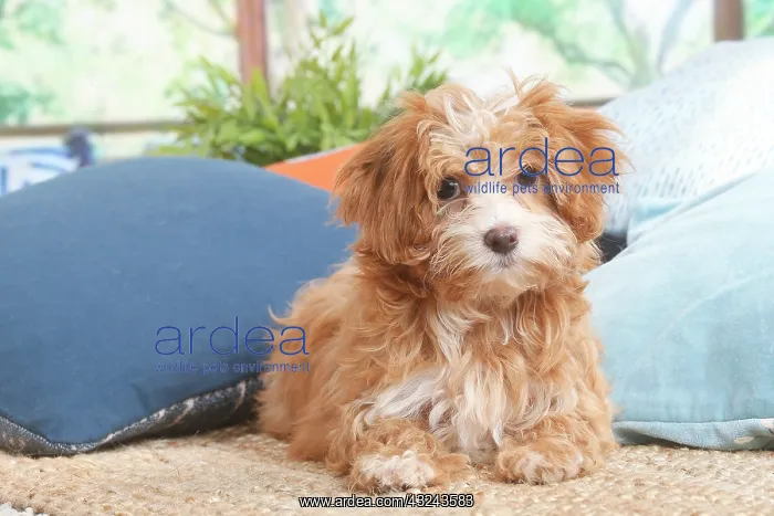 : Bichon Havanais puppy indoors : Bichon Havanais puppy indoors