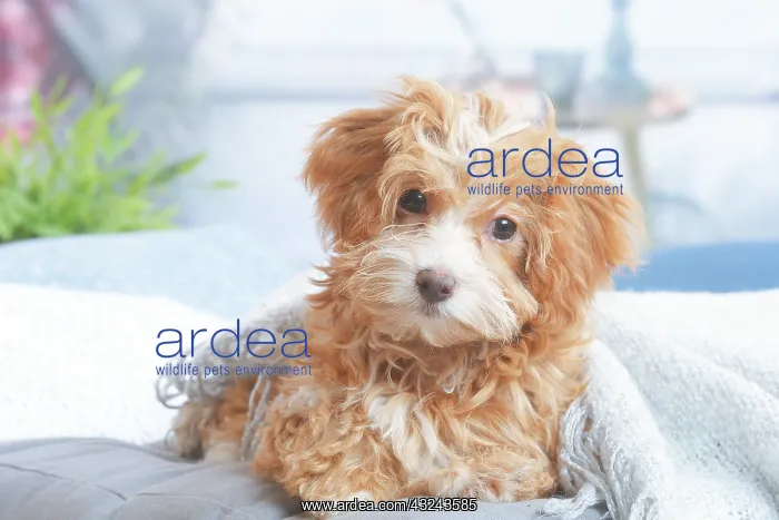: Bichon Havanais puppy indoors : Bichon Havanais puppy indoors