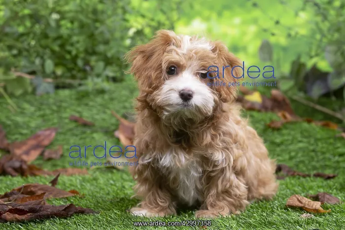 : Bichon Havanais puppy outdoors : Bichon Havanais puppy outdoors