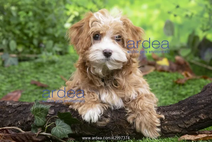 : Bichon Havanais puppy outdoors : Bichon Havanais puppy outdoors