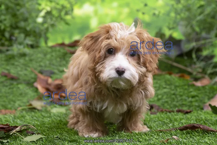 : Bichon Havanais puppy outdoors : Bichon Havanais puppy outdoors