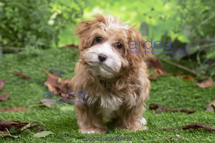 : Bichon Havanais puppy outdoors : Bichon Havanais puppy outdoors