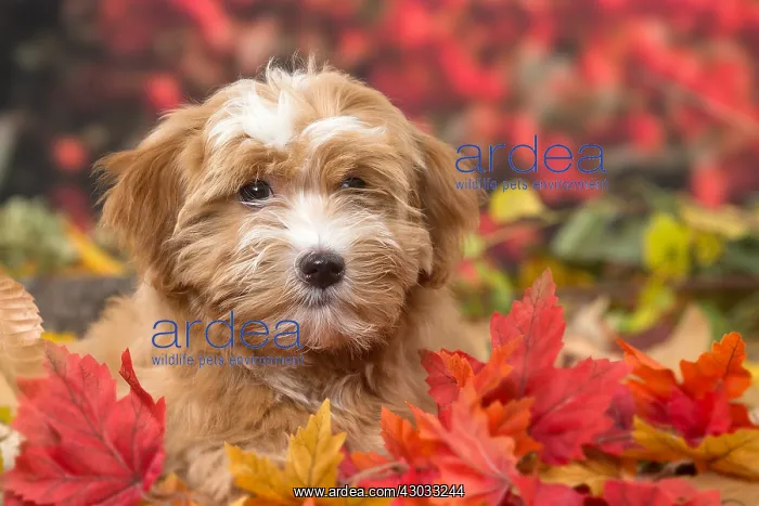  : Bichon Havanese dog outdoors in autumn