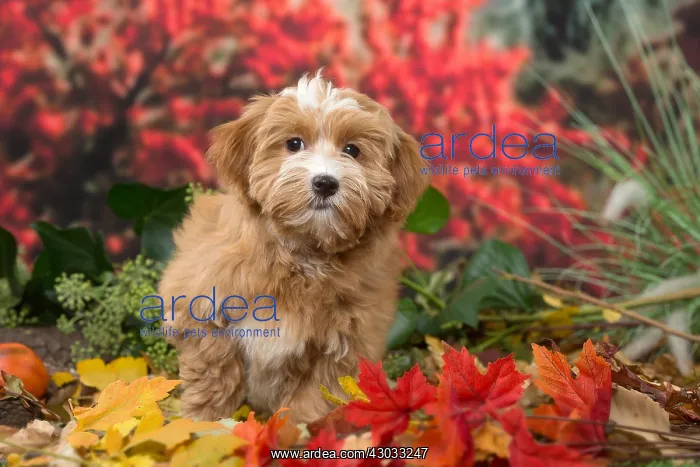 : Bichon Havanese dog outdoors in autumn