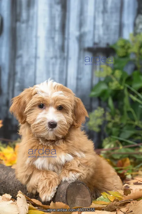  : Bichon Havanese dog outdoors in autumn