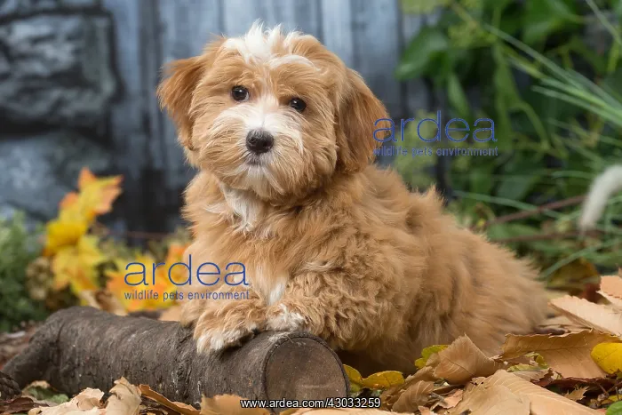  : Bichon Havanese dog outdoors in autumn