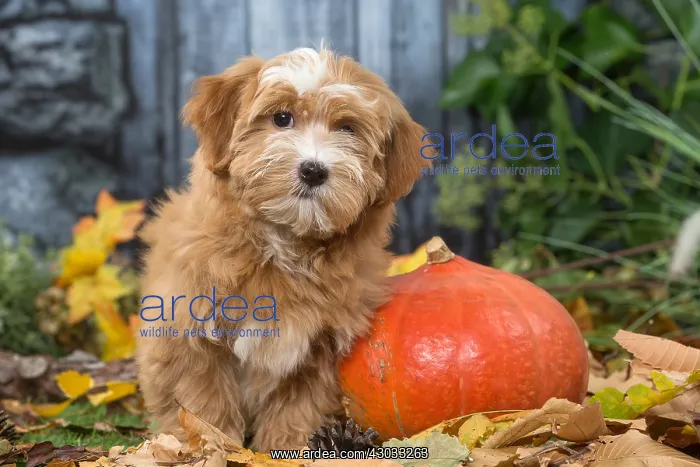 : Bichon Havanese dog outdoors in autumn : Bichon Havanese dog outdoors in autumn