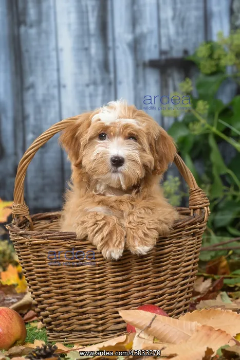  : Bichon Havanese dog outdoors in autumn
