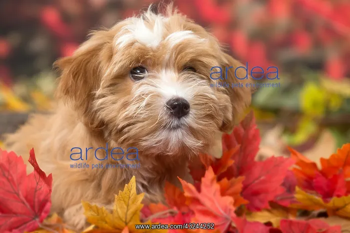  : Bichon Havanese dog outdoors in autumn