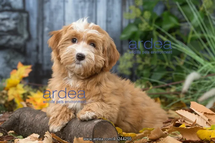  : Bichon Havanese dog outdoors in autumn
