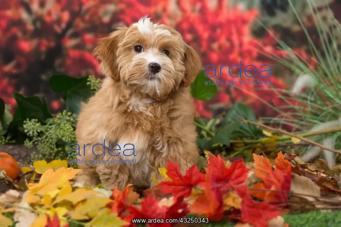  : Bichon Havanese dog outdoors in autumn
