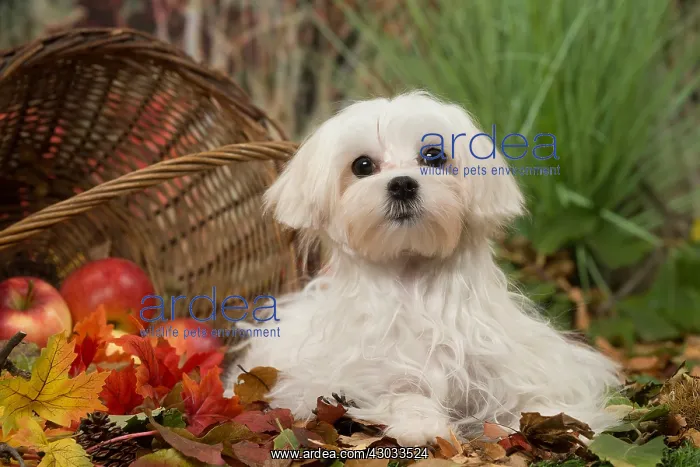  : Bichon Maltese dog outdoors in autumn