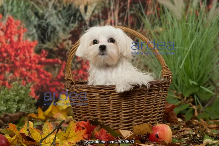  : Bichon Maltese dog outdoors in autumn