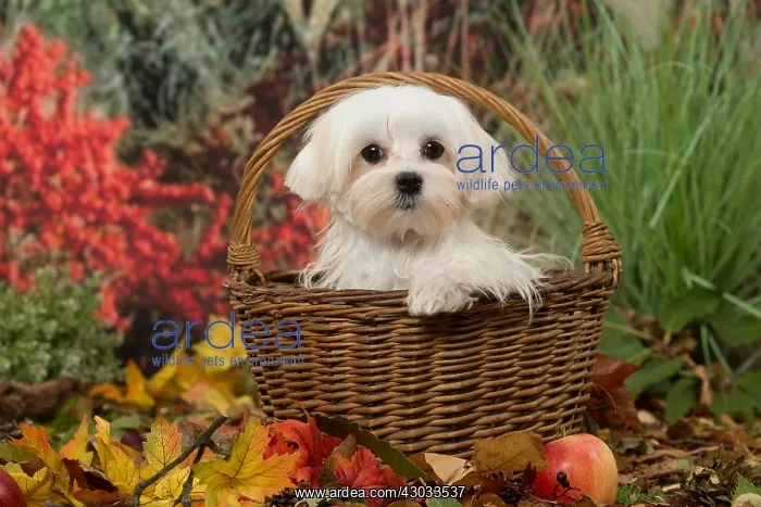  : Bichon Maltese dog outdoors in autumn