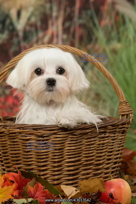  : Bichon Maltese dog outdoors in autumn