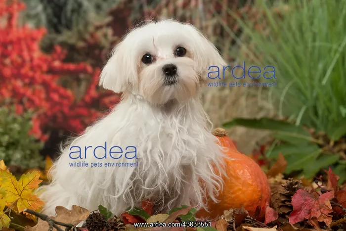  : Bichon Maltese dog outdoors in autumn