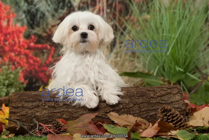  : Bichon Maltese dog outdoors in autumn