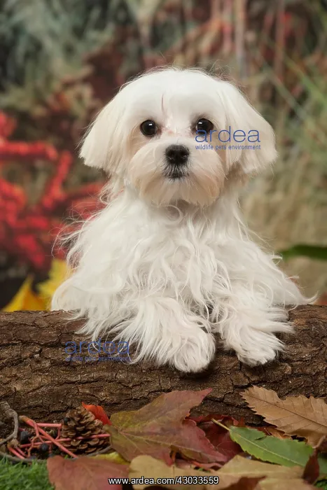  : Bichon Maltese dog outdoors in autumn