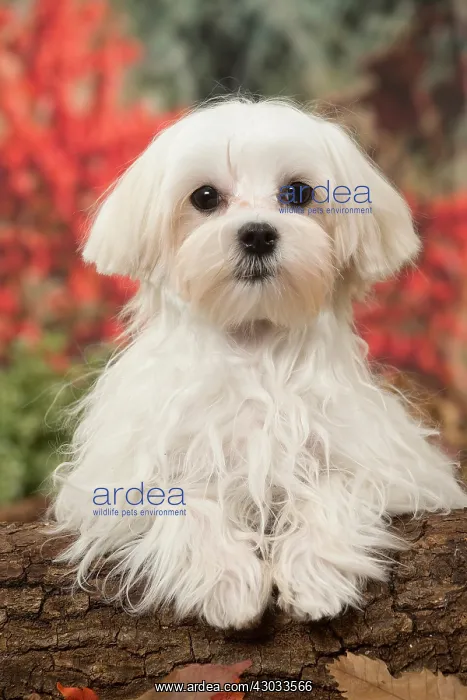  : Bichon Maltese dog outdoors in autumn