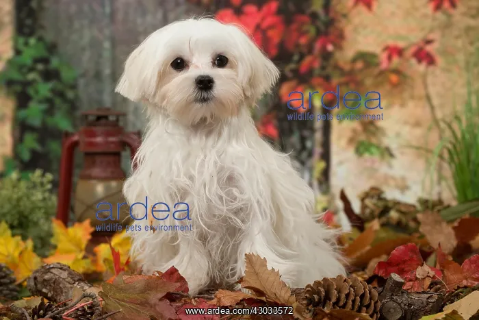  : Bichon Maltese dog outdoors in autumn