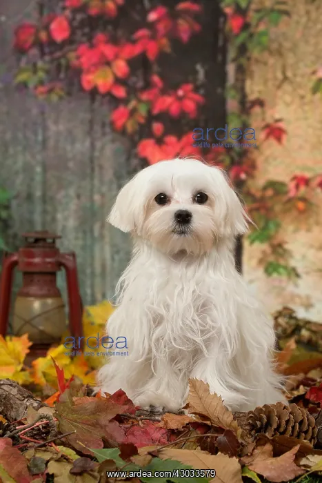  : Bichon Maltese dog outdoors in autumn