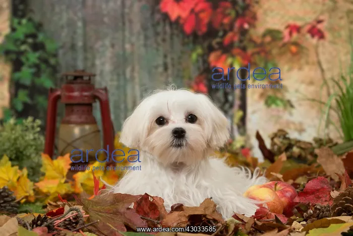  : Bichon Maltese dog outdoors in autumn