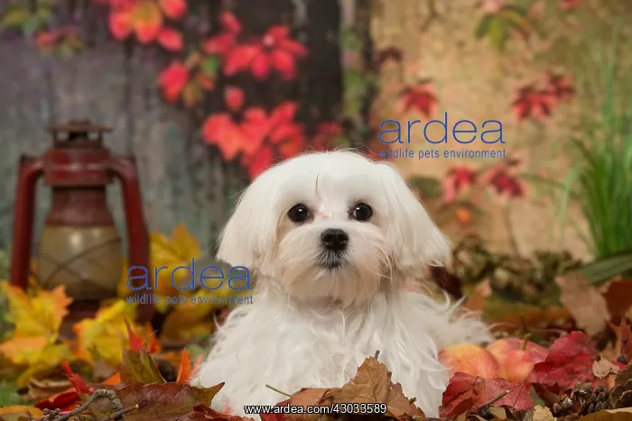  : Bichon Maltese dog outdoors in autumn
