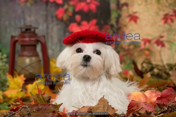  : Bichon Maltese dog outdoors in autumn