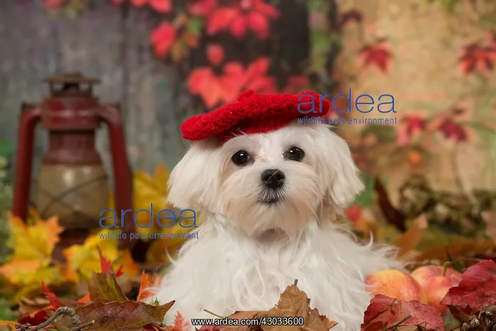  : Bichon Maltese dog outdoors in autumn