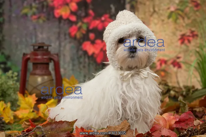  : Bichon Maltese dog outdoors in autumn