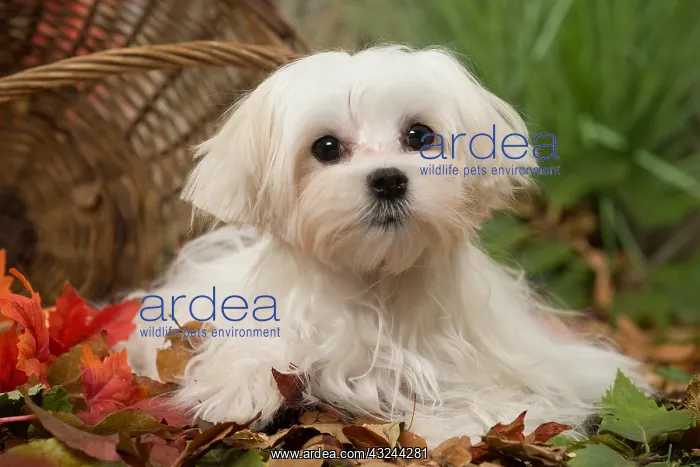  : Bichon Maltese dog outdoors in autumn