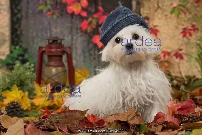  : Bichon Maltese dog outdoors in autumn