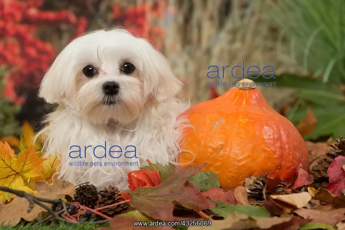  : Bichon Maltese dog outdoors in autumn