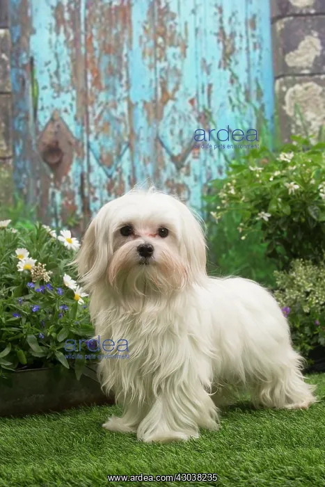 : Bichon Maltese puppy outdoors in the garden : Bichon Maltese puppy outdoors in the garden