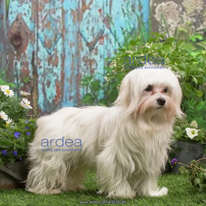 : Bichon Maltese puppy outdoors in the garden : Bichon Maltese puppy outdoors in the garden