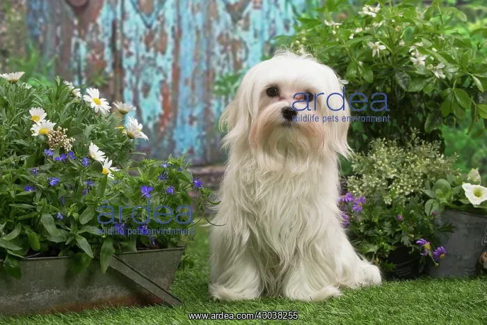 : Bichon Maltese puppy outdoors in the garden : Bichon Maltese puppy outdoors in the garden