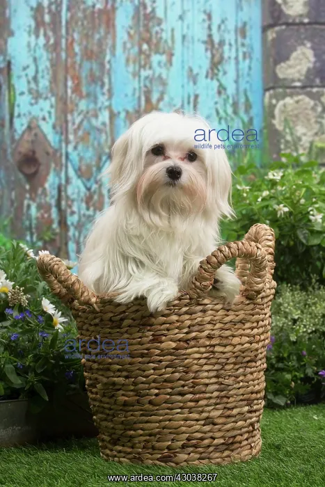 : Bichon Maltese puppy outdoors in the garden : Bichon Maltese puppy outdoors in the garden