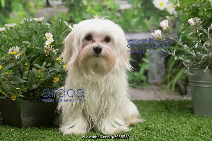 : Bichon Maltese puppy outdoors in the garden : Bichon Maltese puppy outdoors in the garden