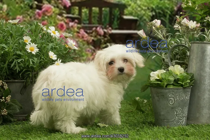 : Bichon Maltese puppy outdoors in the garden : Bichon Maltese puppy outdoors in the garden