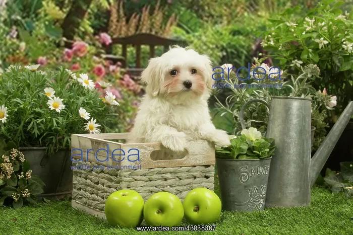 : Bichon Maltese puppy outdoors in the garden : Bichon Maltese puppy outdoors in the garden