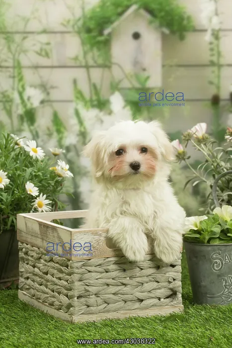 : Bichon Maltese puppy outdoors in the garden : Bichon Maltese puppy outdoors in the garden