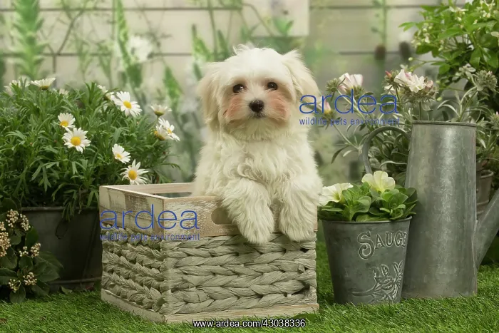 : Bichon Maltese puppy outdoors in the garden : Bichon Maltese puppy outdoors in the garden
