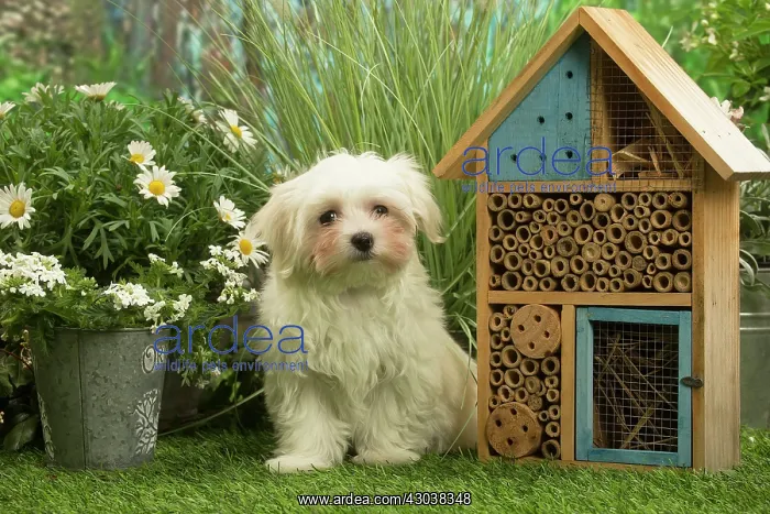 : Bichon Maltese puppy outdoors in the garden : Bichon Maltese puppy outdoors in the garden